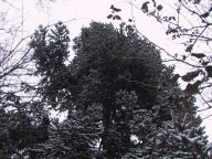 snow-on-big-tree.html