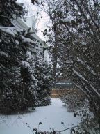 snow-on-trees.html